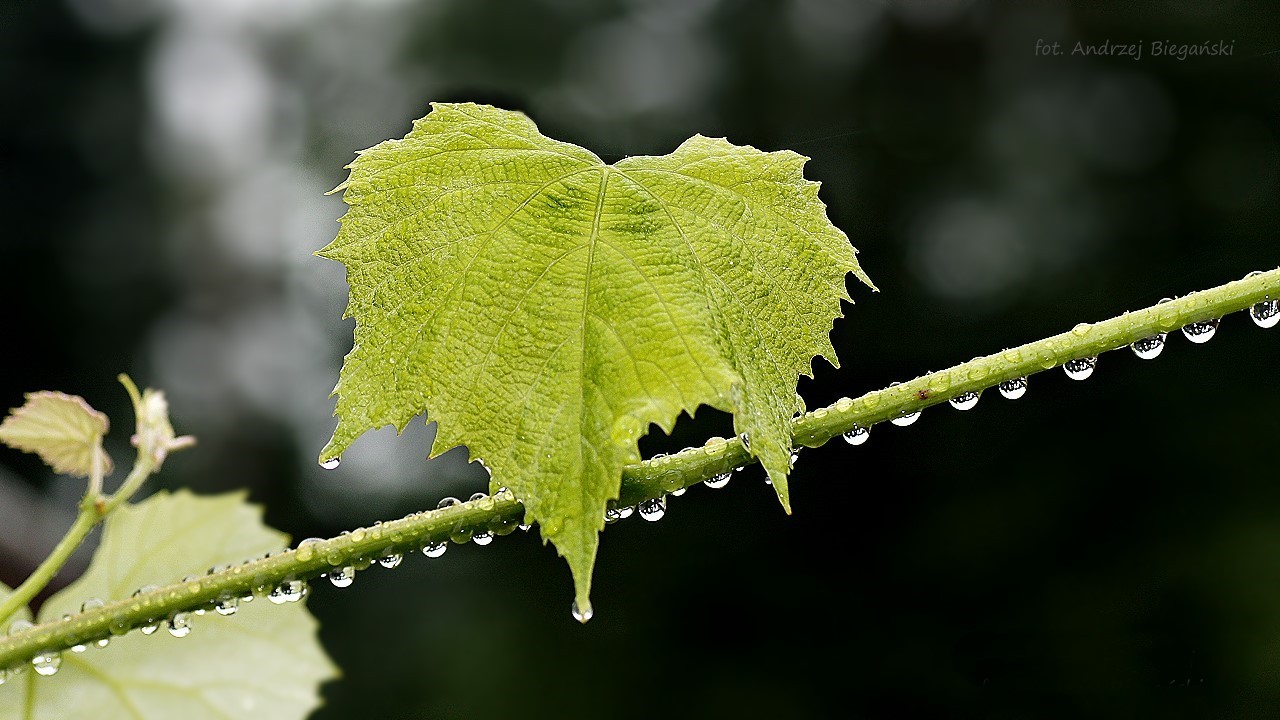 Wassertropfen