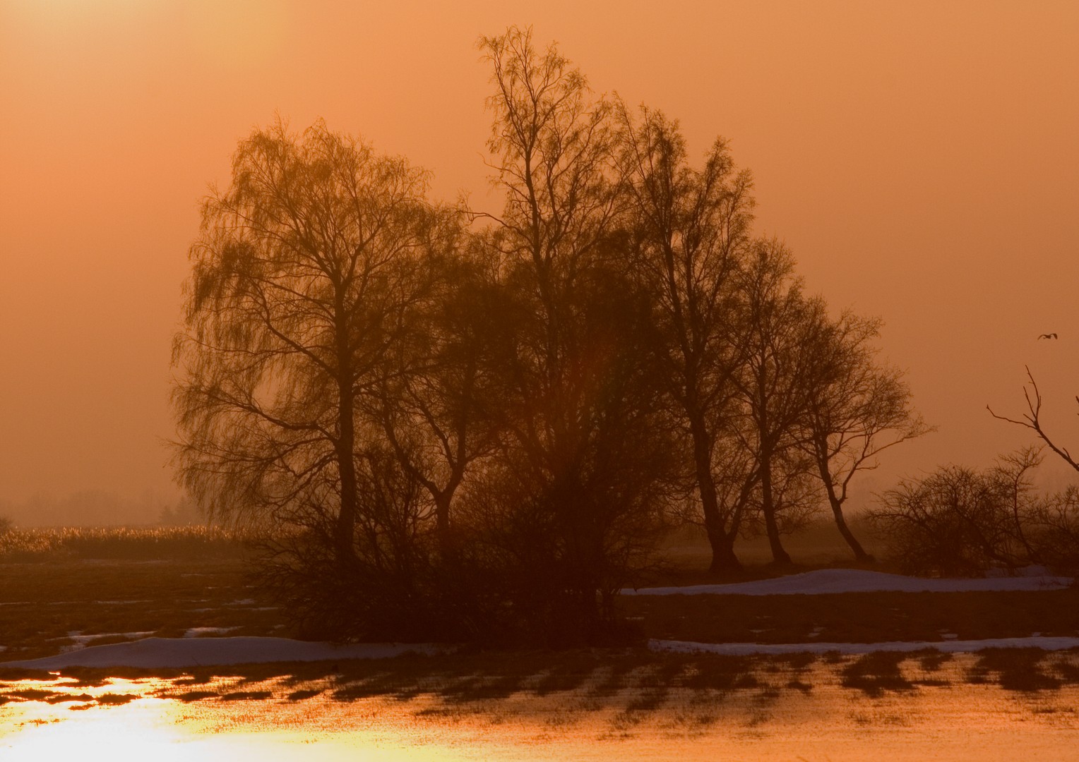 Gegenlicht