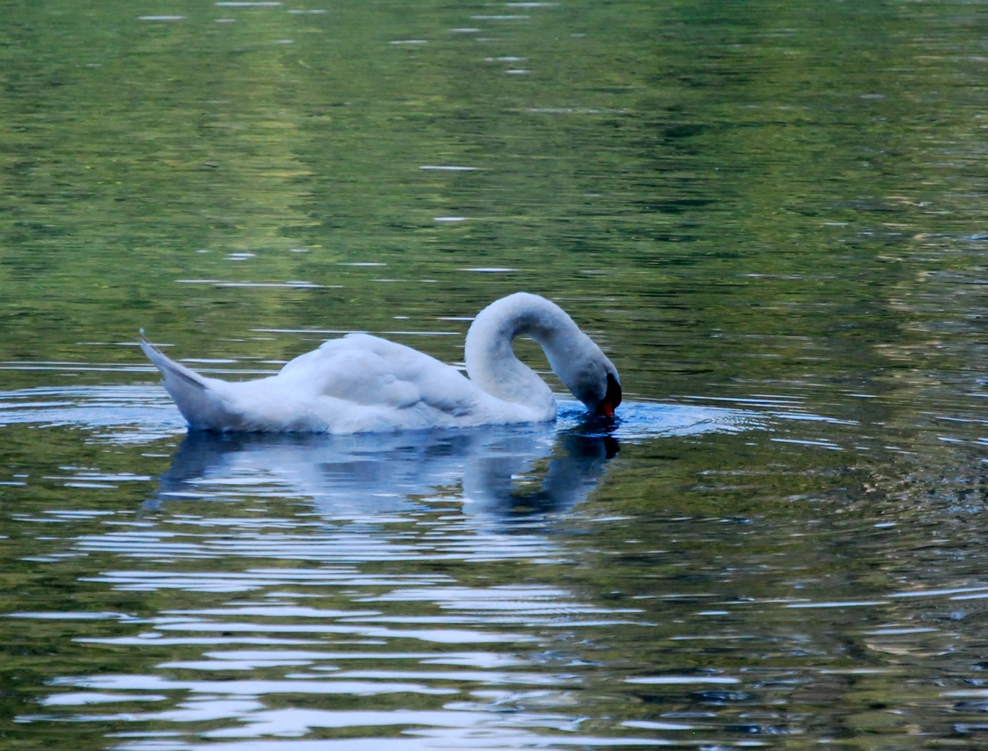 Cygne.