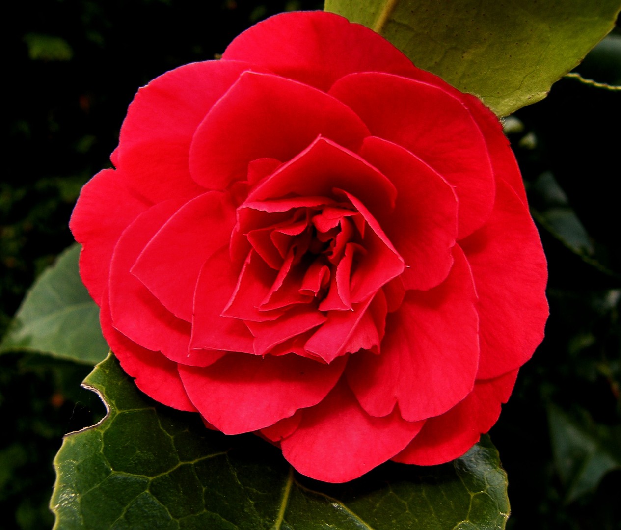 Camellia