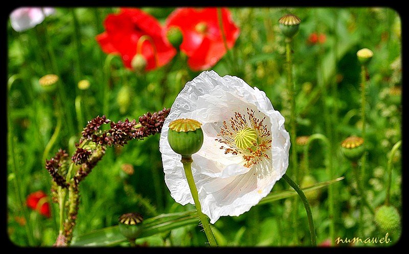 Coquelicot blanc