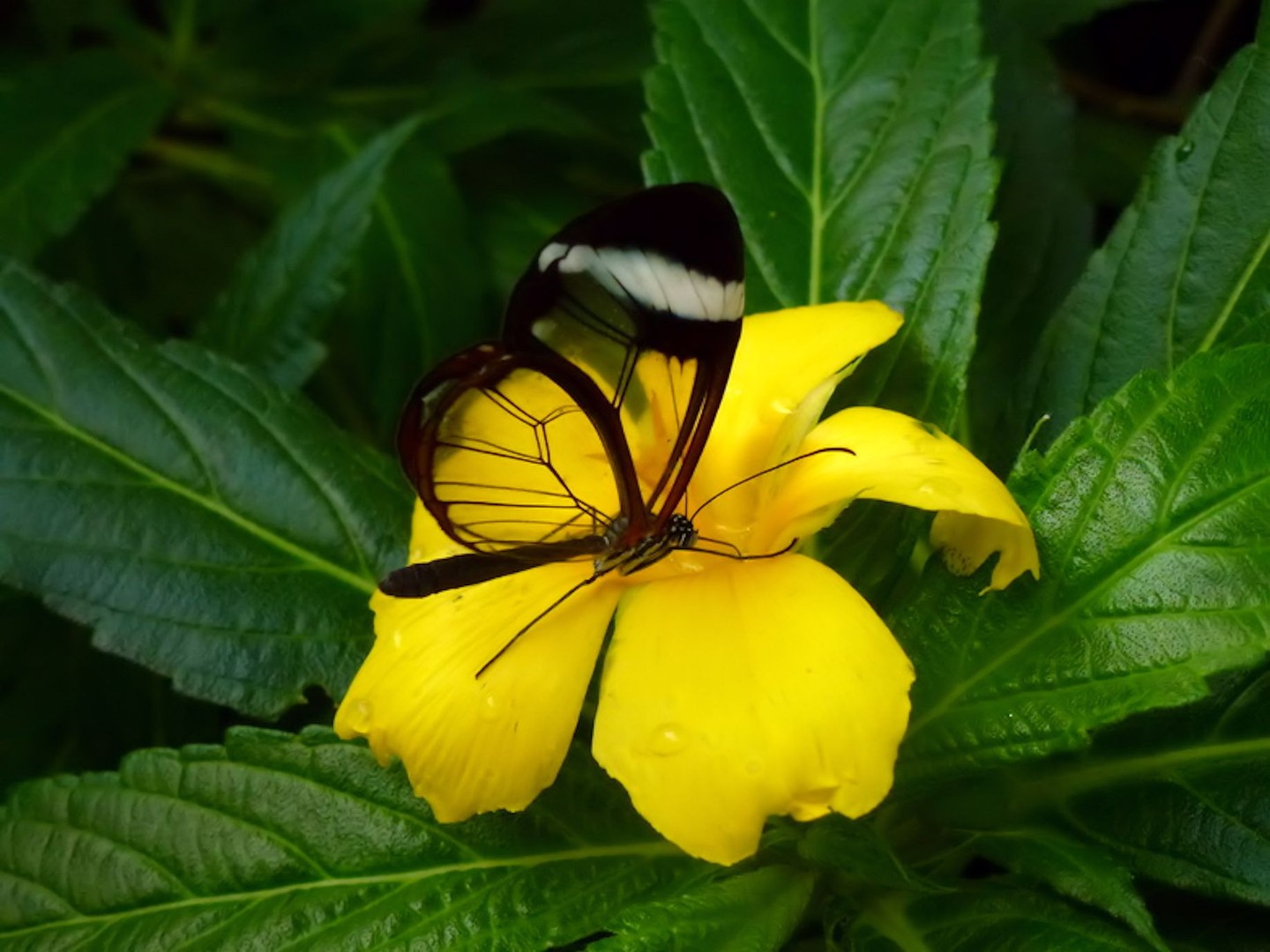 schmetterling