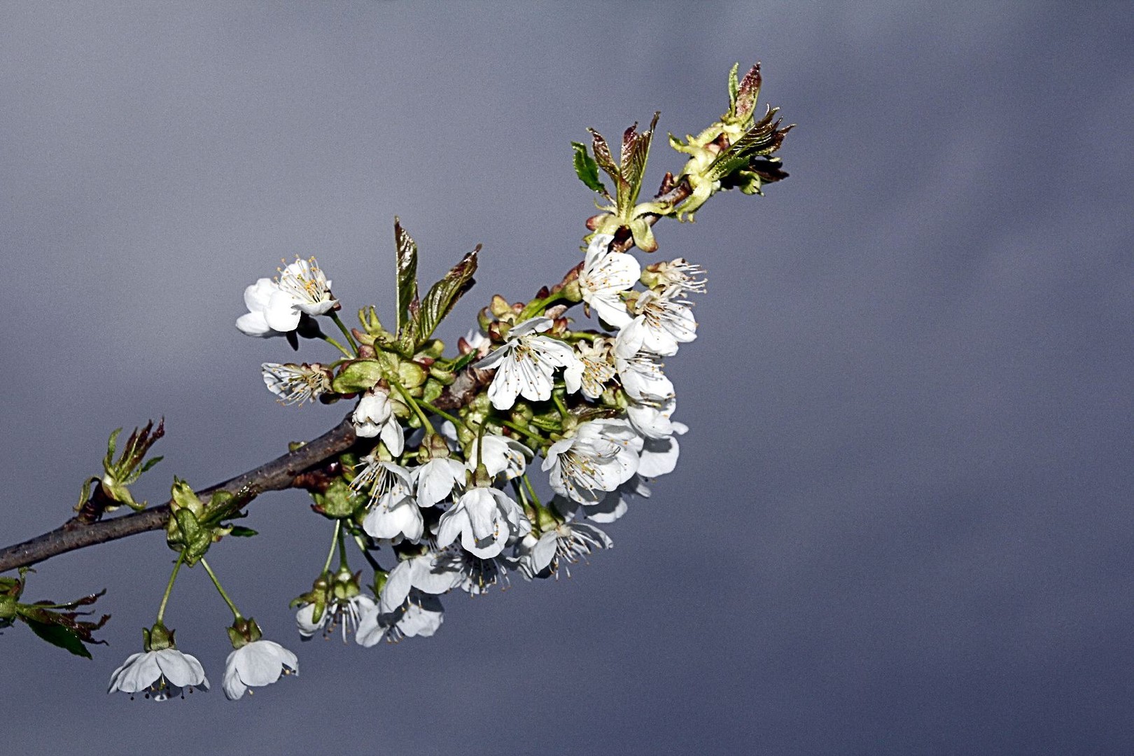 Die ersten Kirschblüten des Jahres....