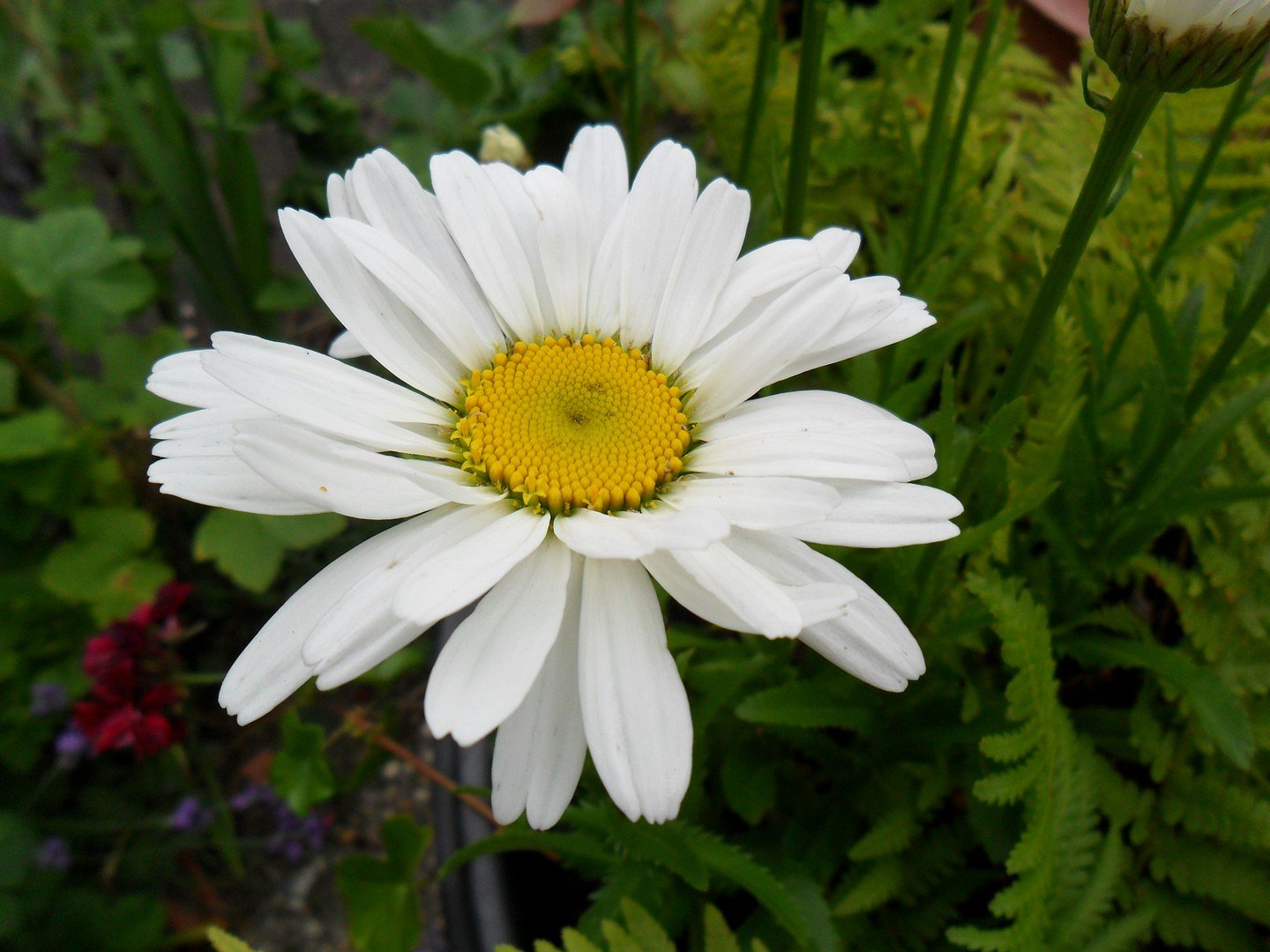 Margriet