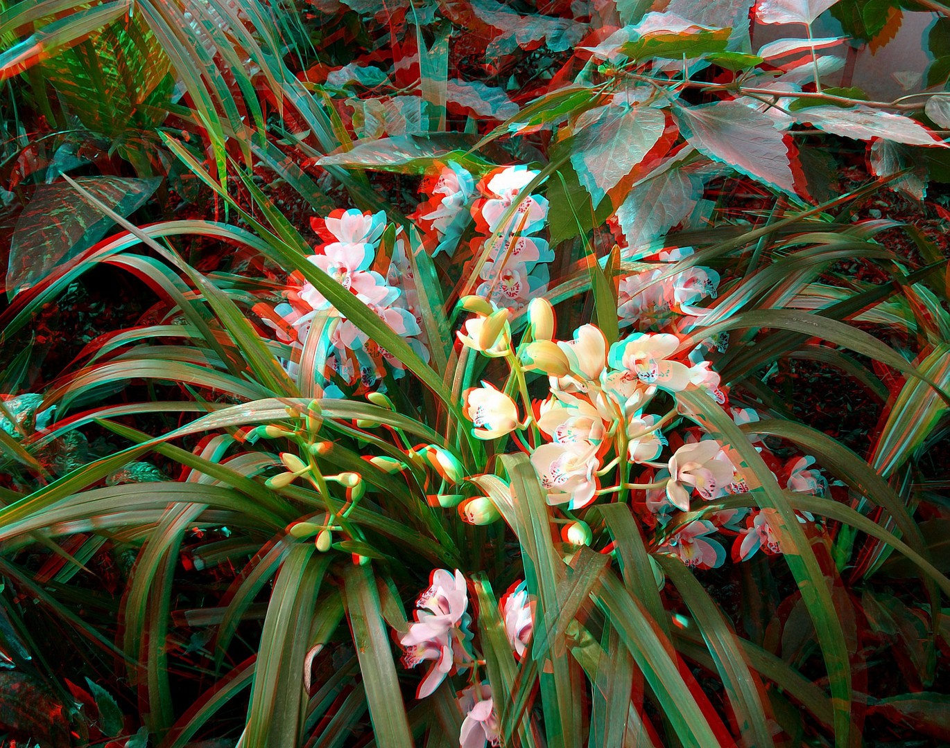 Orchideen in 3D