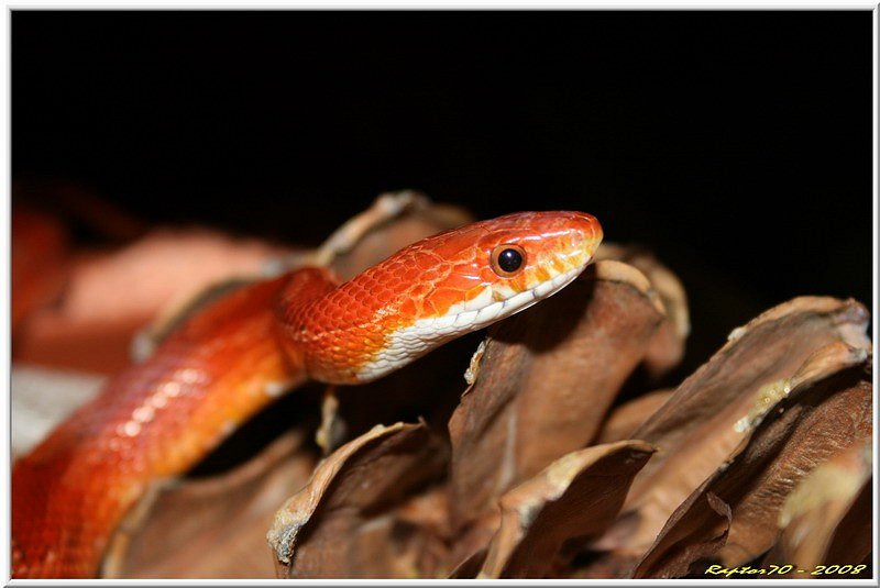 Unterwegs im Terrarium