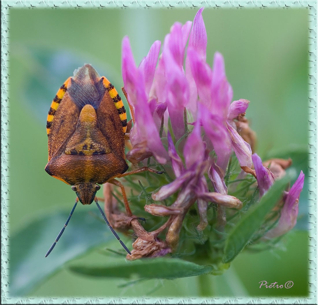 a protezione del proprio fiore