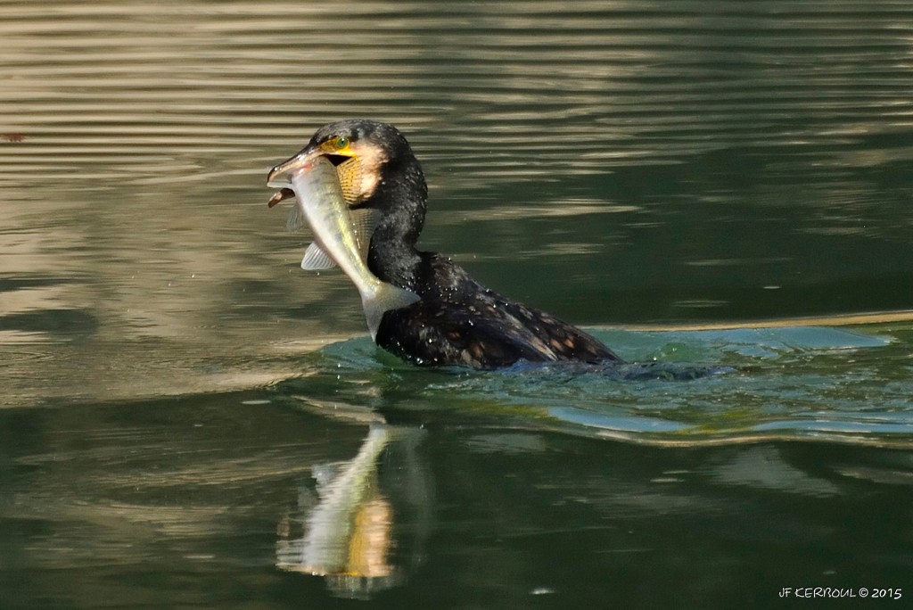 Bonne pêche