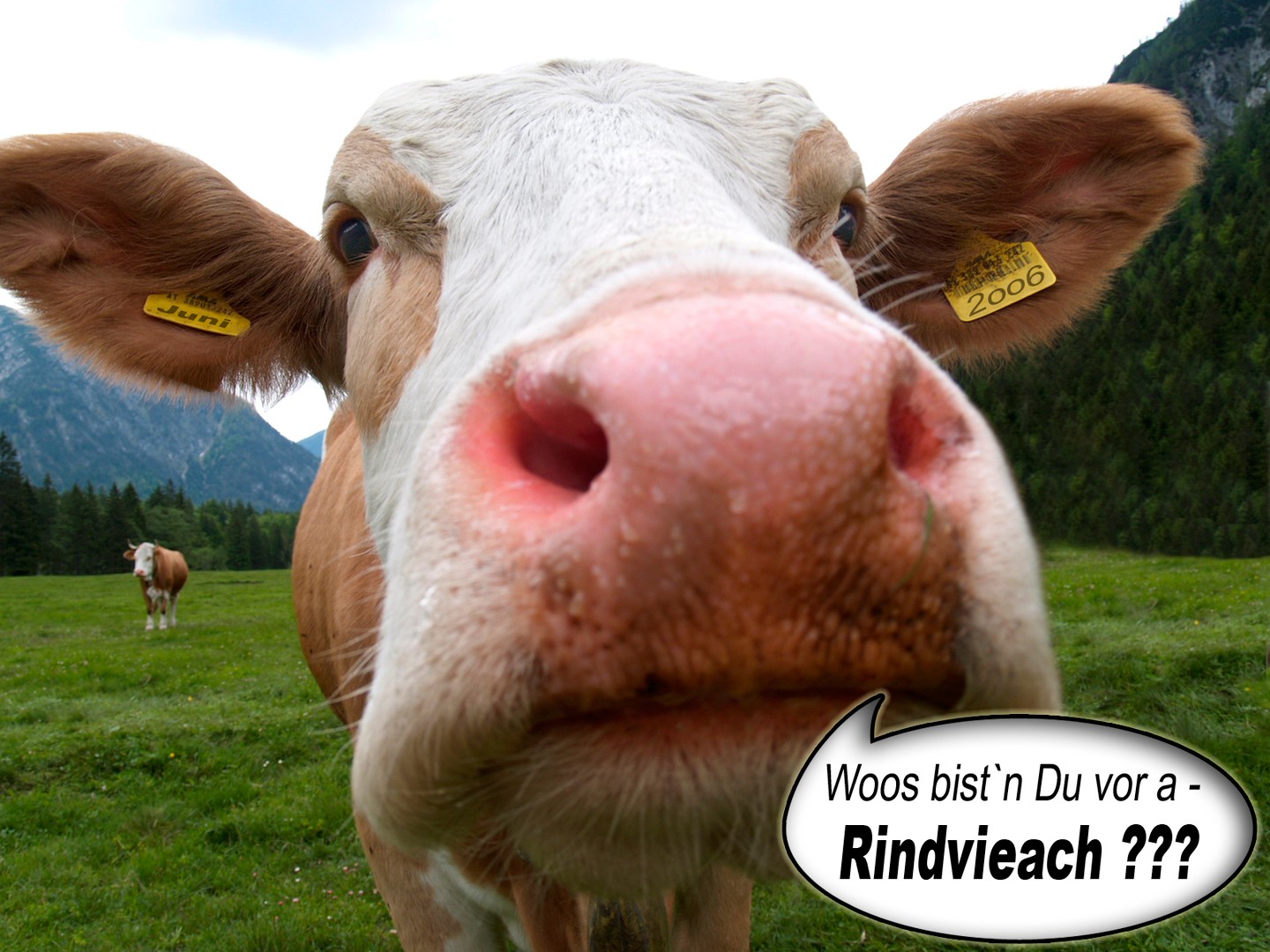 a rindviach