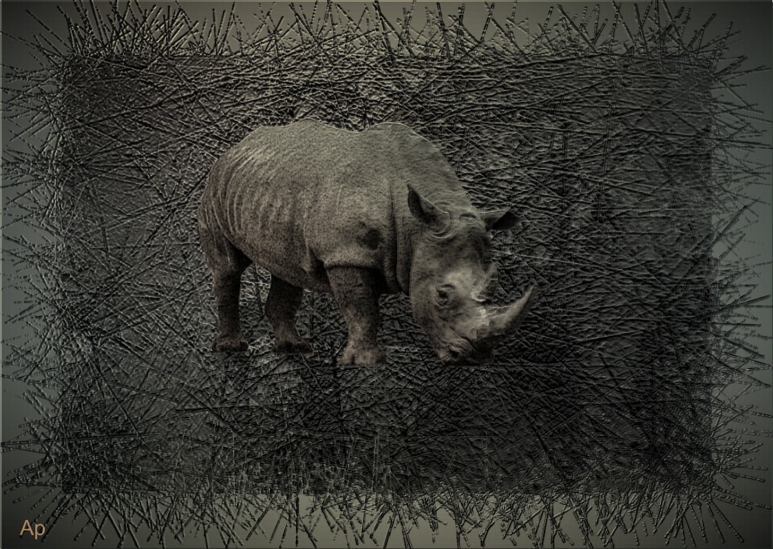 Rhinocerotidae