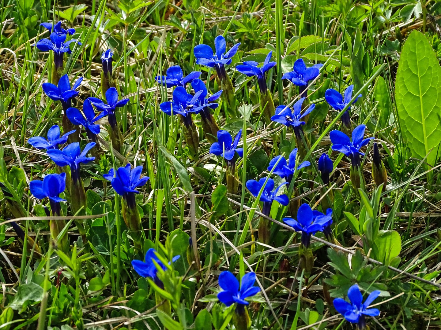 Bergfrühling Frühlingsenzian