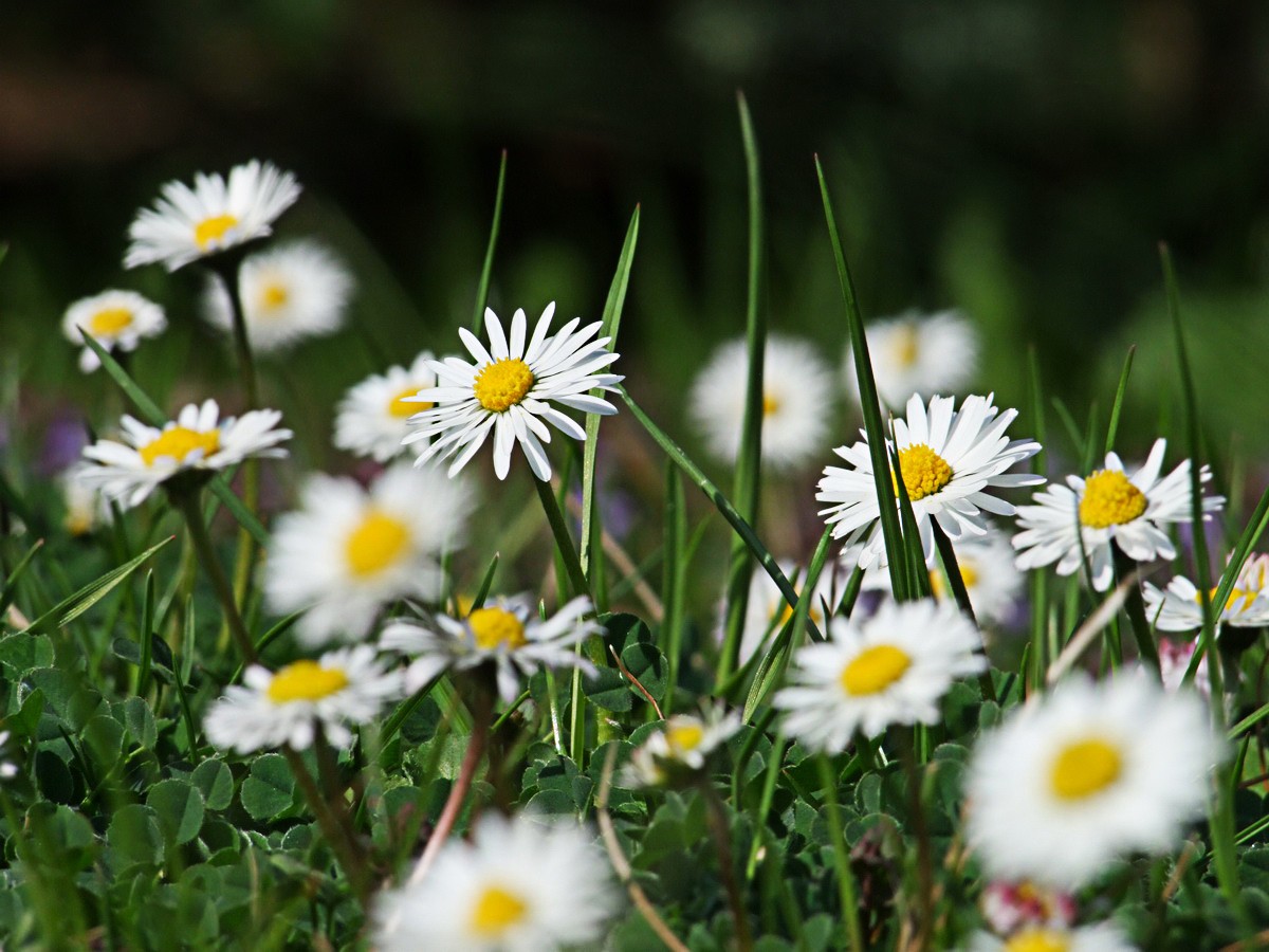 Gänseblümchen