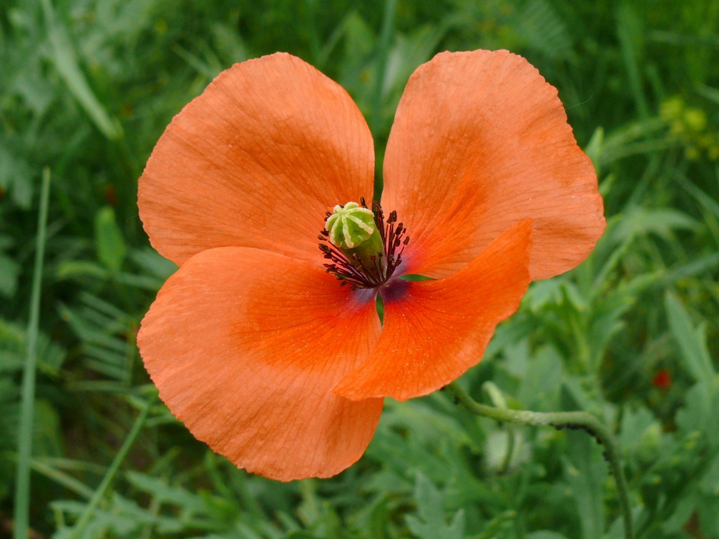 ROTER MOHN