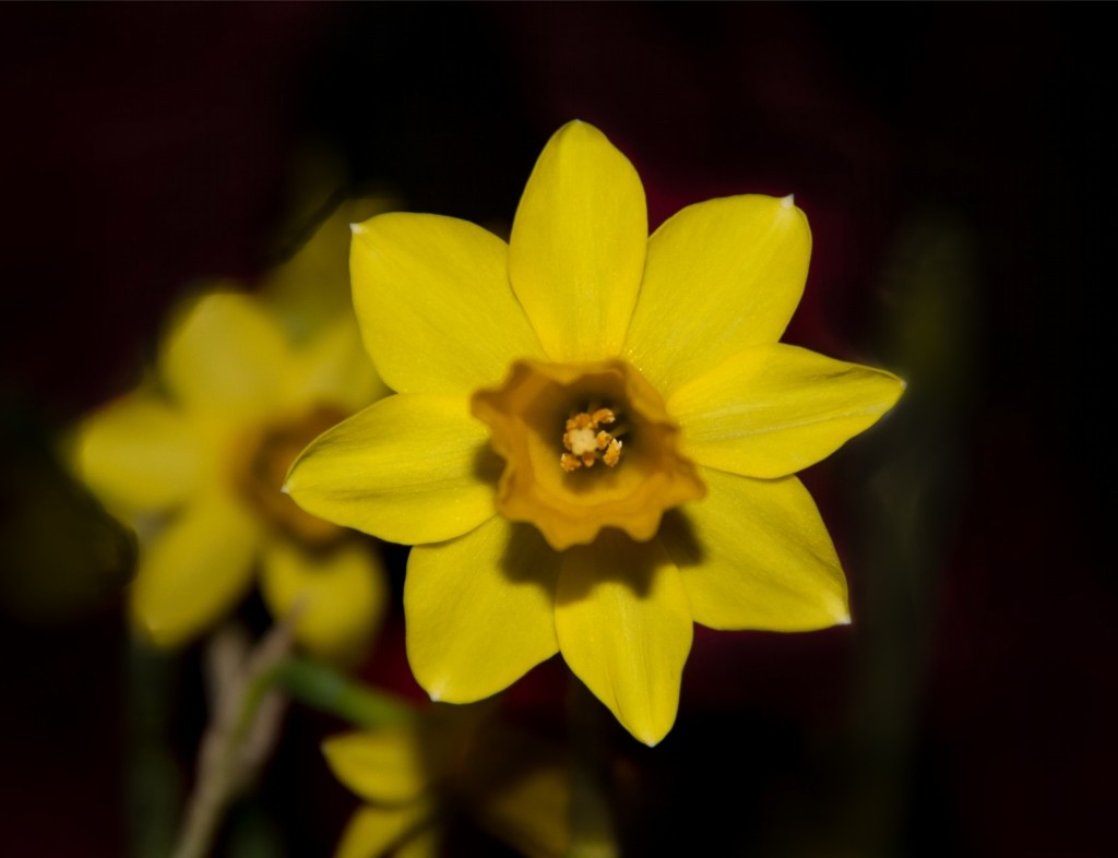 Jonquilles.