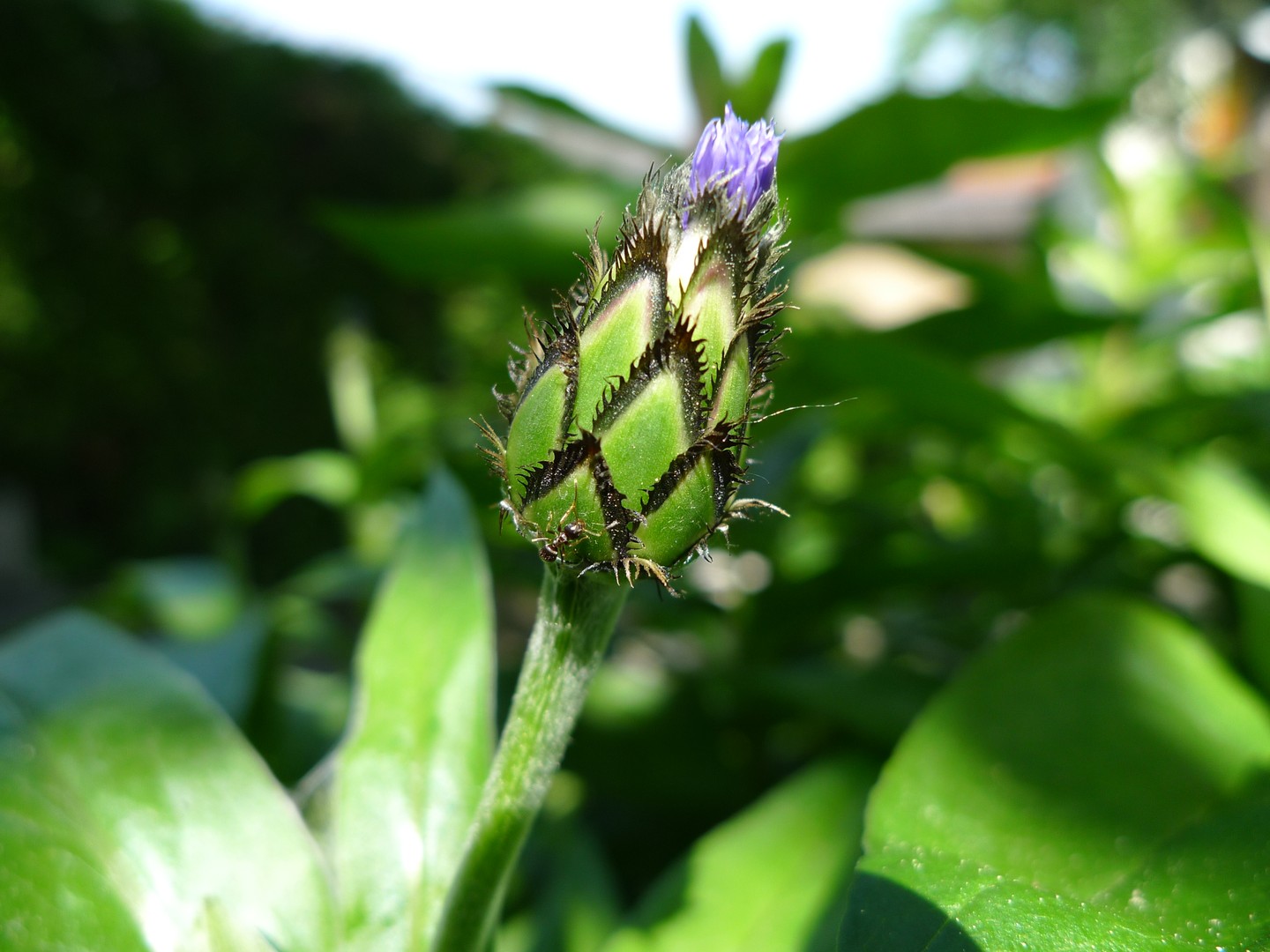 Knospe der Kornblume