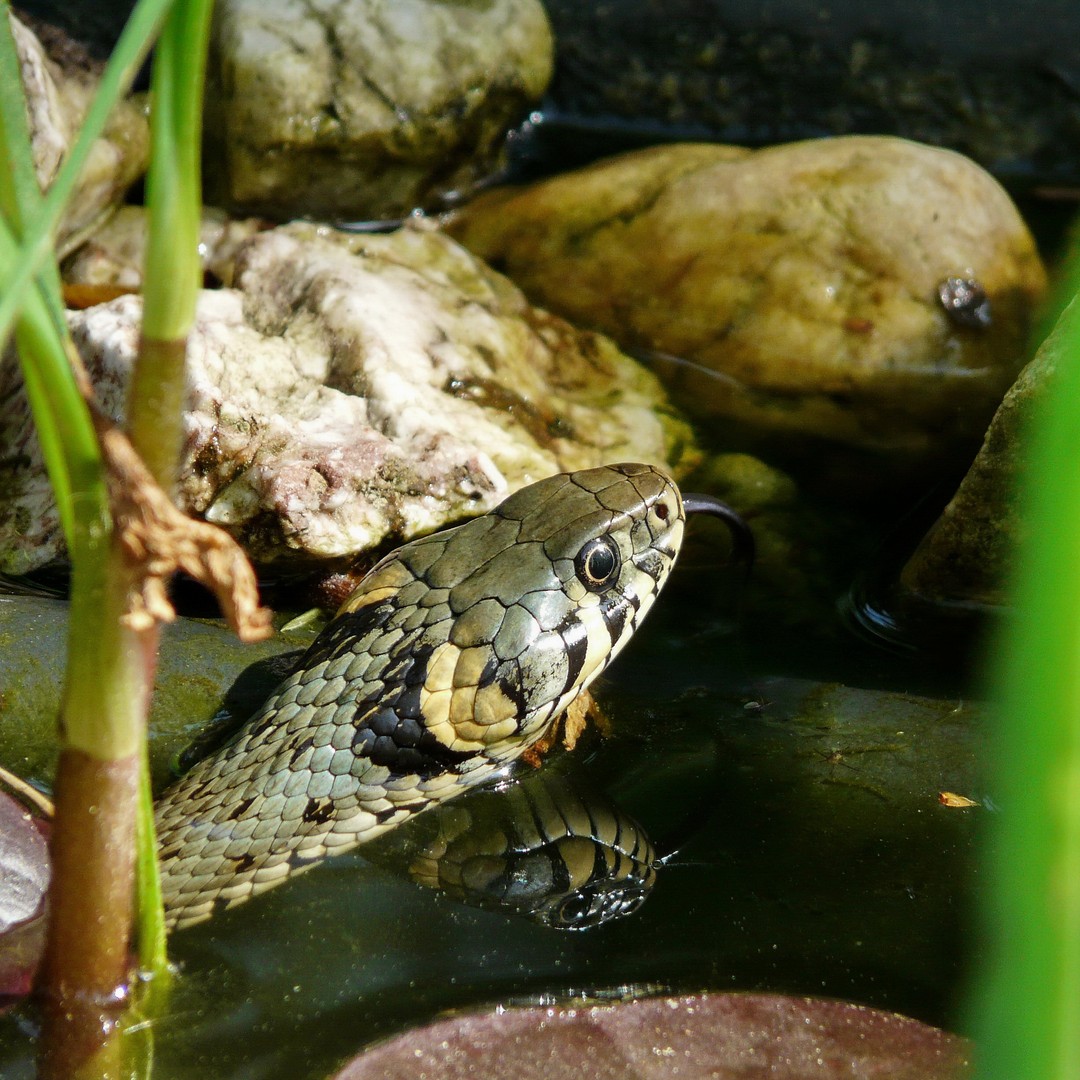 Besuch im Gartenteich