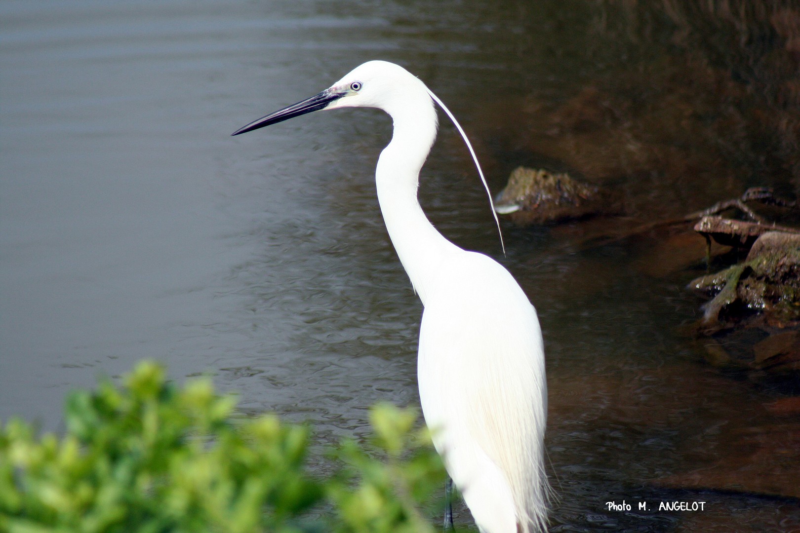 AIGRETTE