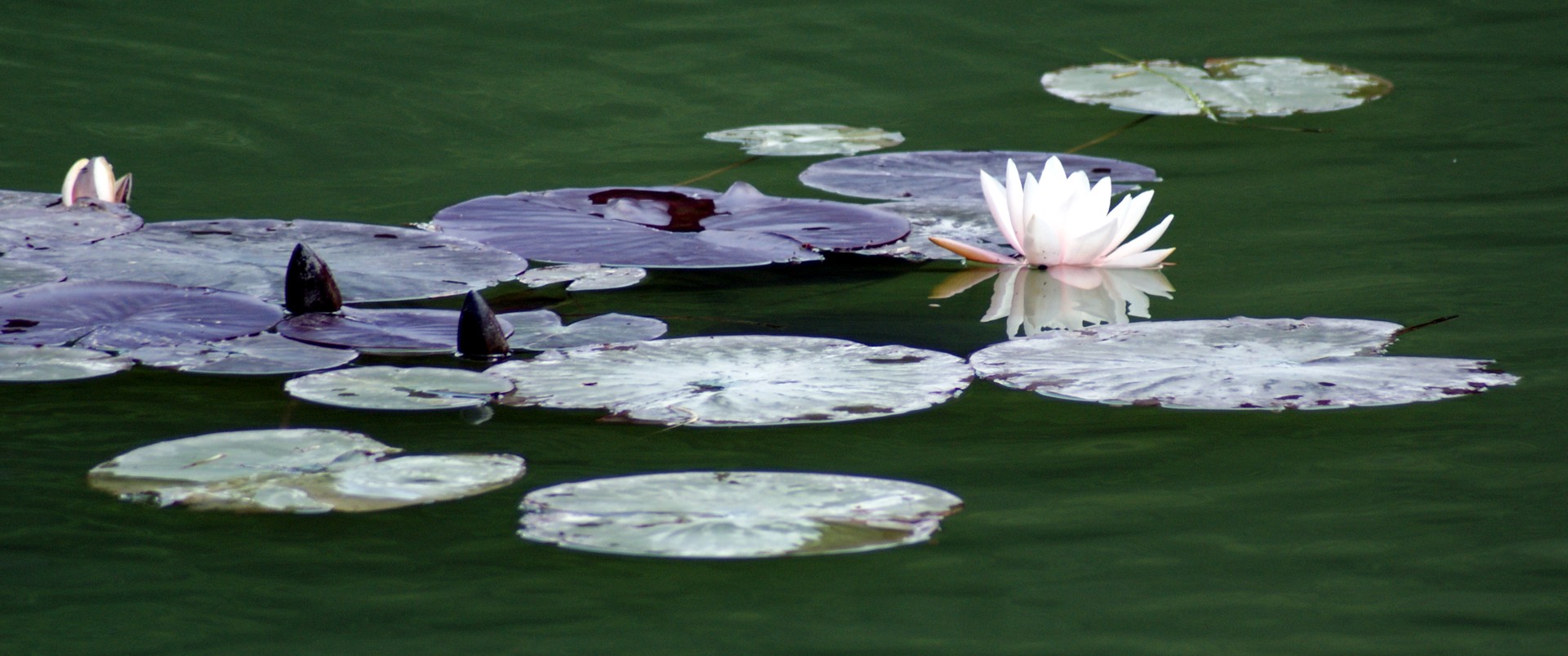 Am Weiher