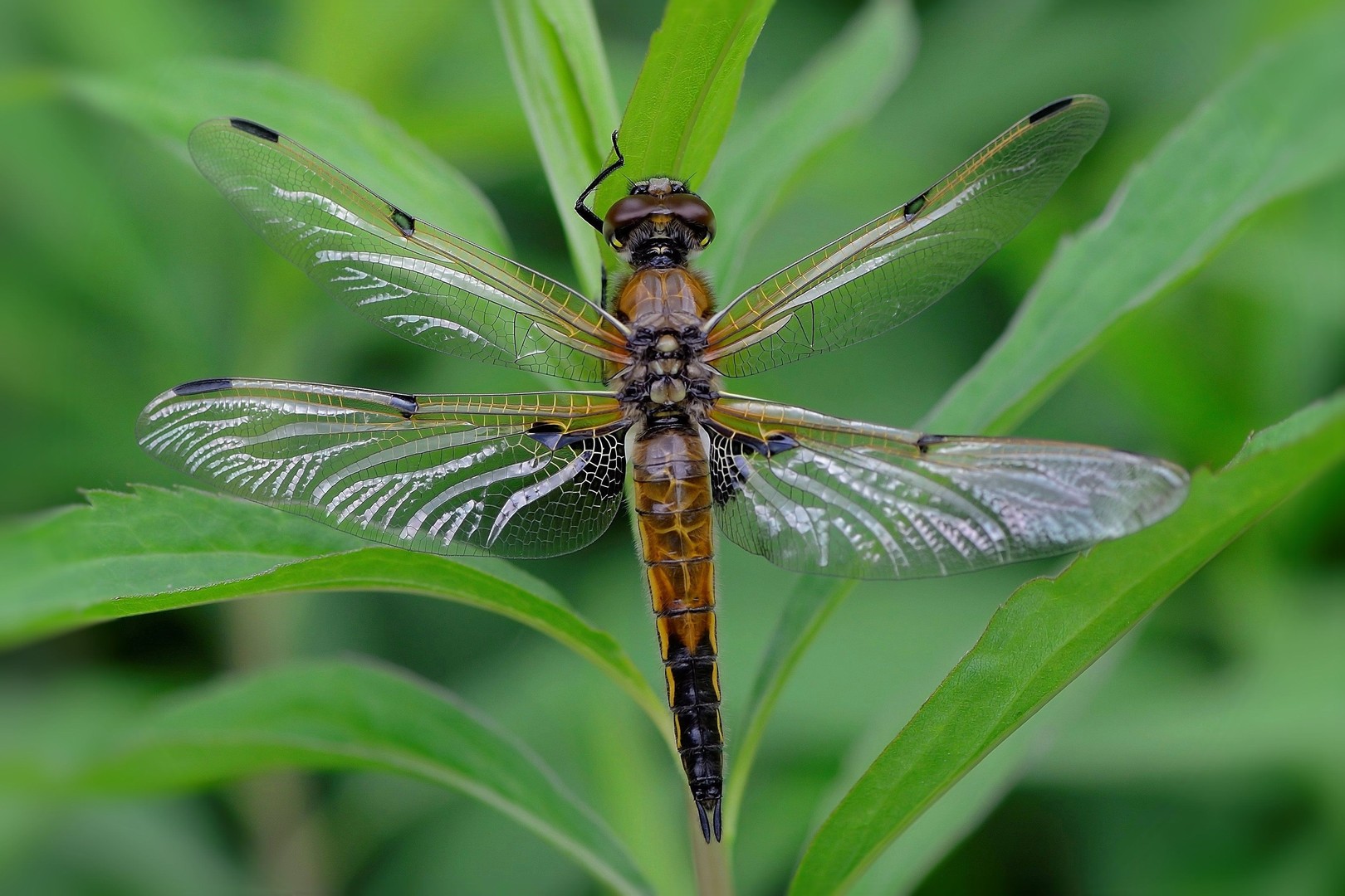 Libellula quadrimaculata...