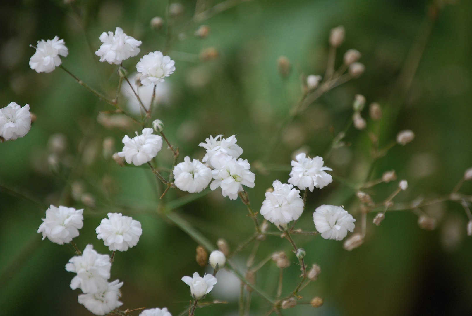 Fleurs blanches.