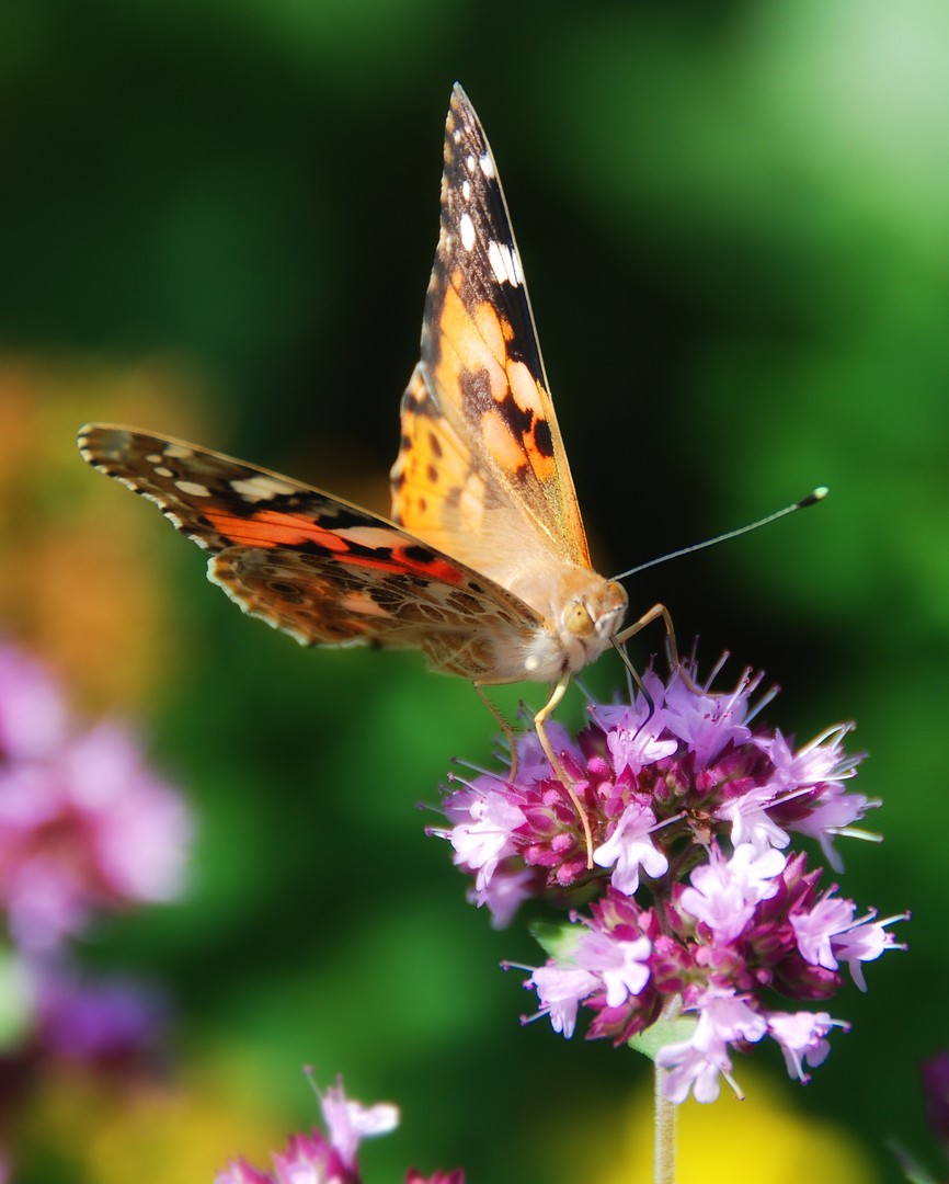 Vanessa cardui 2