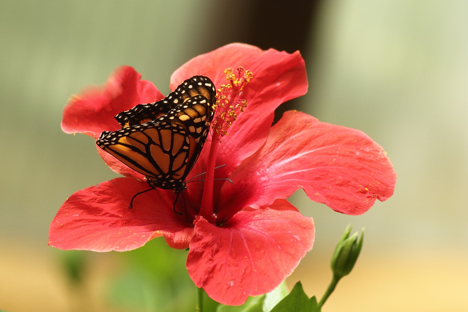 Schmetterling im November