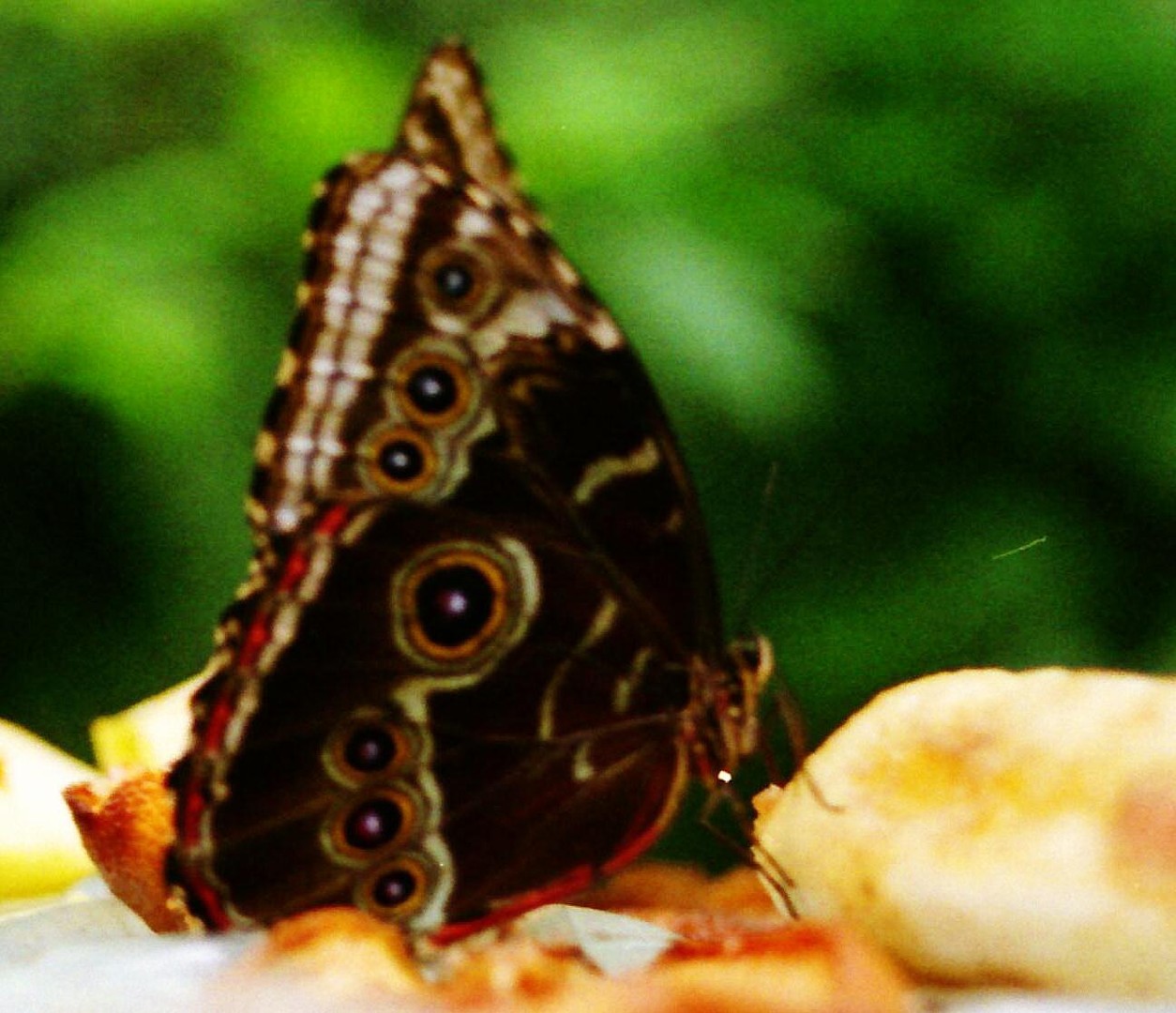 Schmetterling