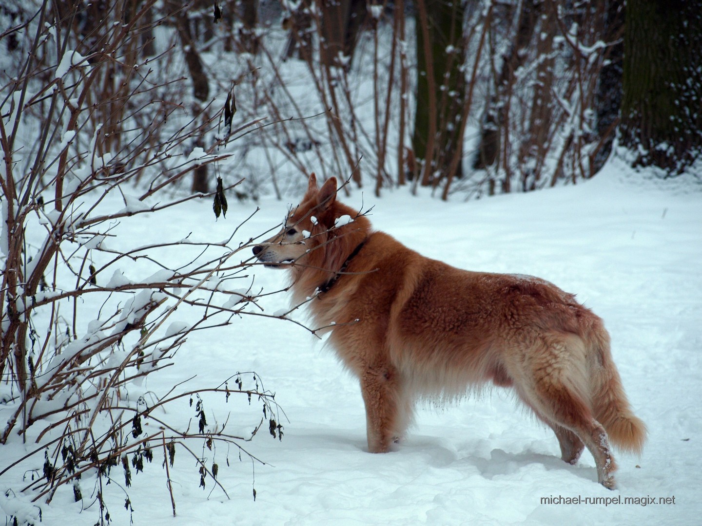 Meiner im Schnee