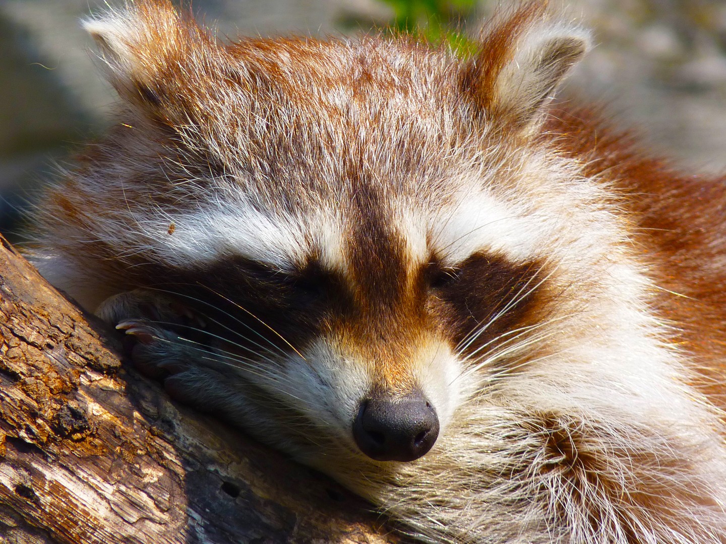 MÜDER WASCHBÄR