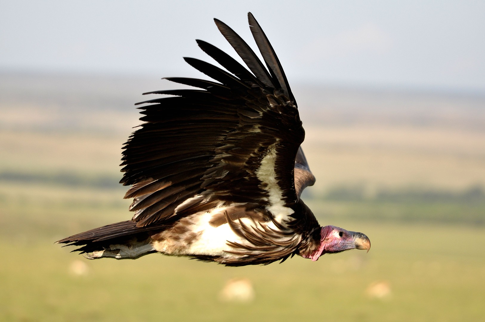 Ohrengeier im Flug