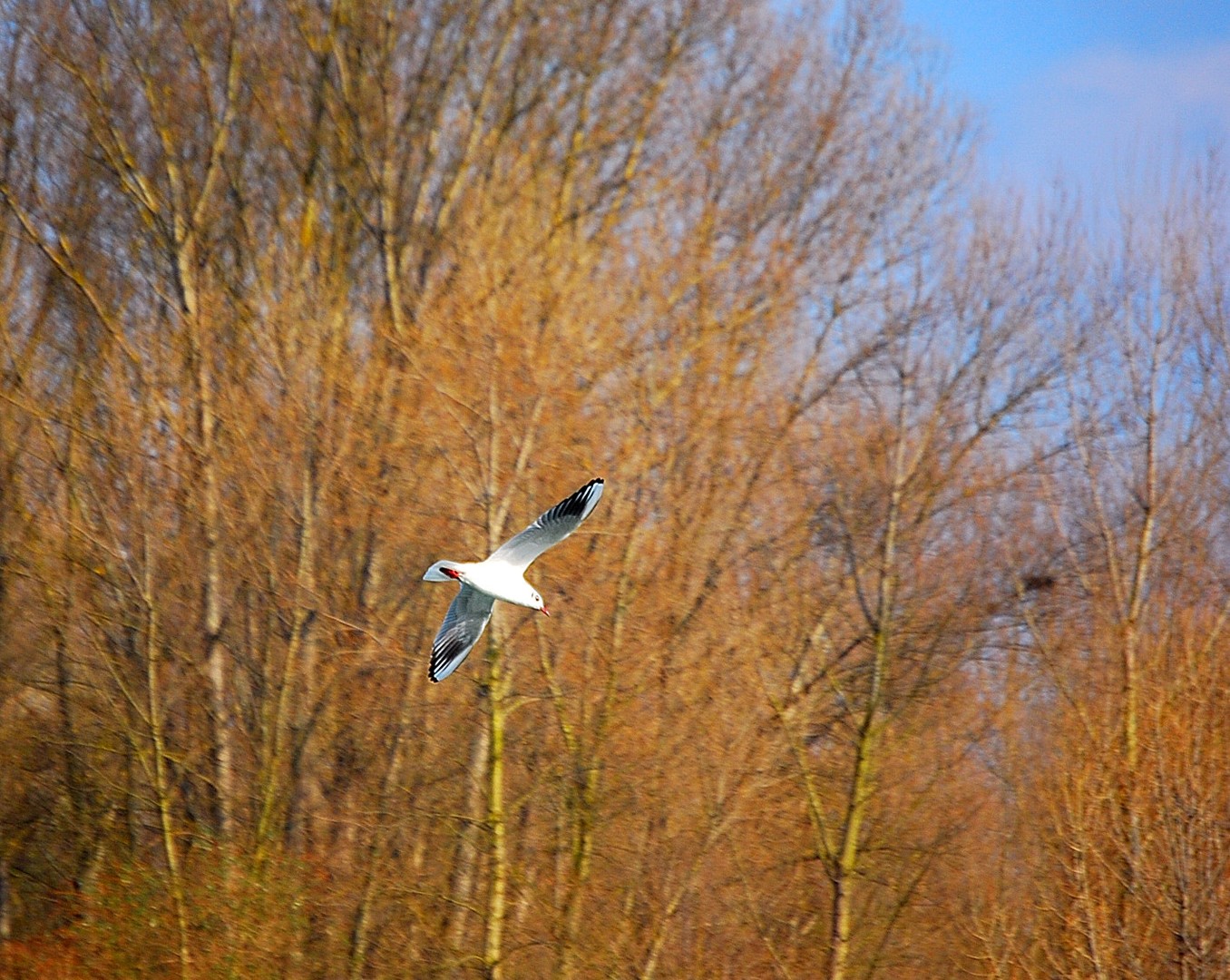 Mouette.