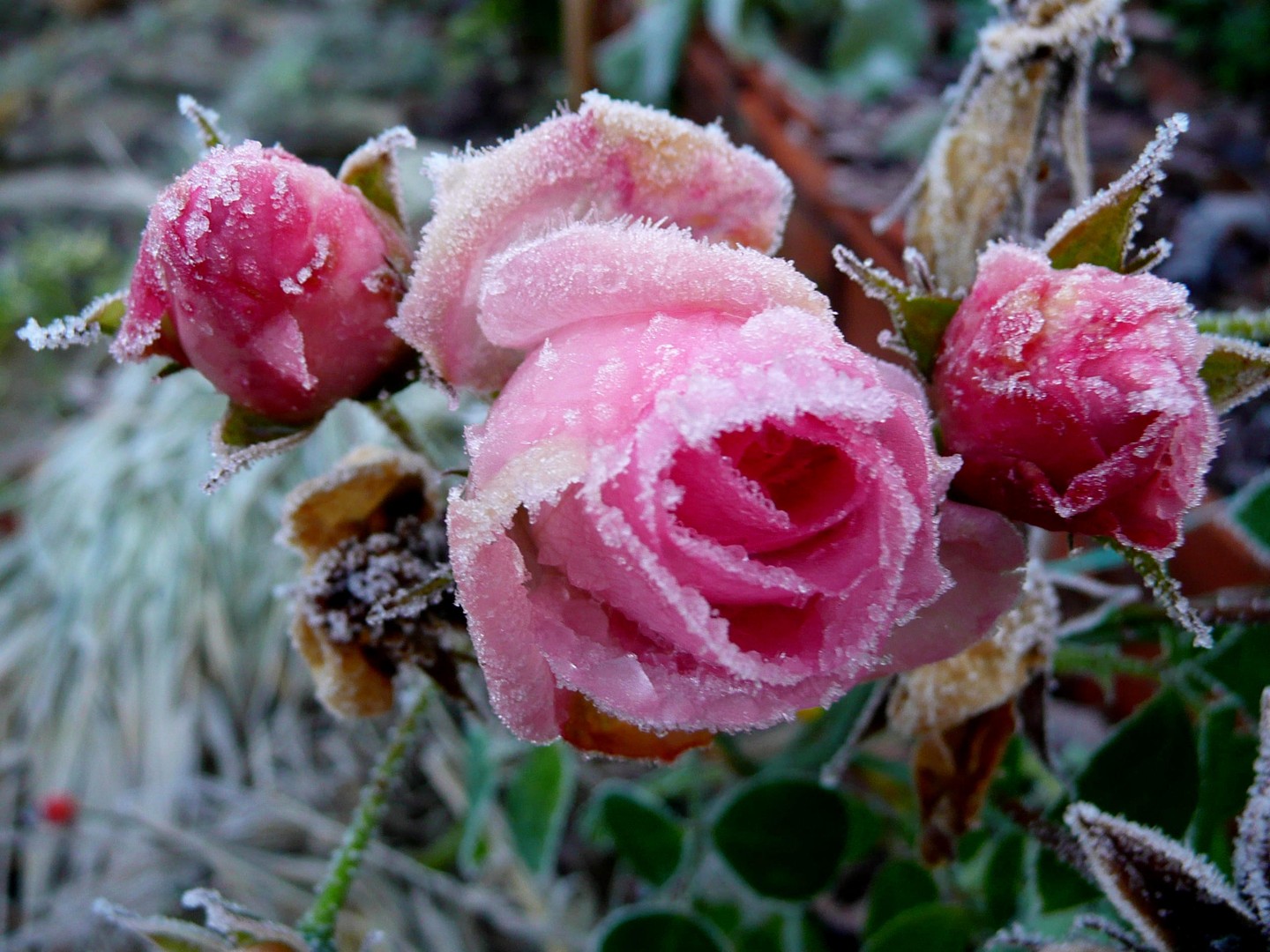 Eine vom Frost wie gezuckerte Rose