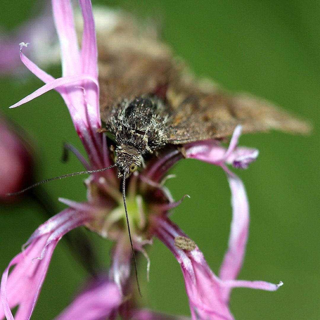 Makro(Gesicht)