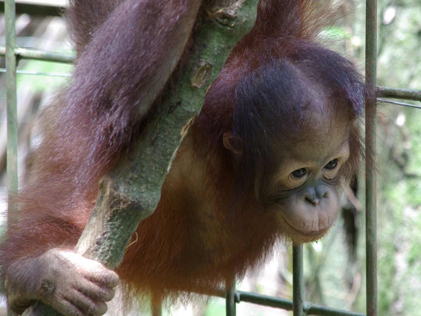 orang utan