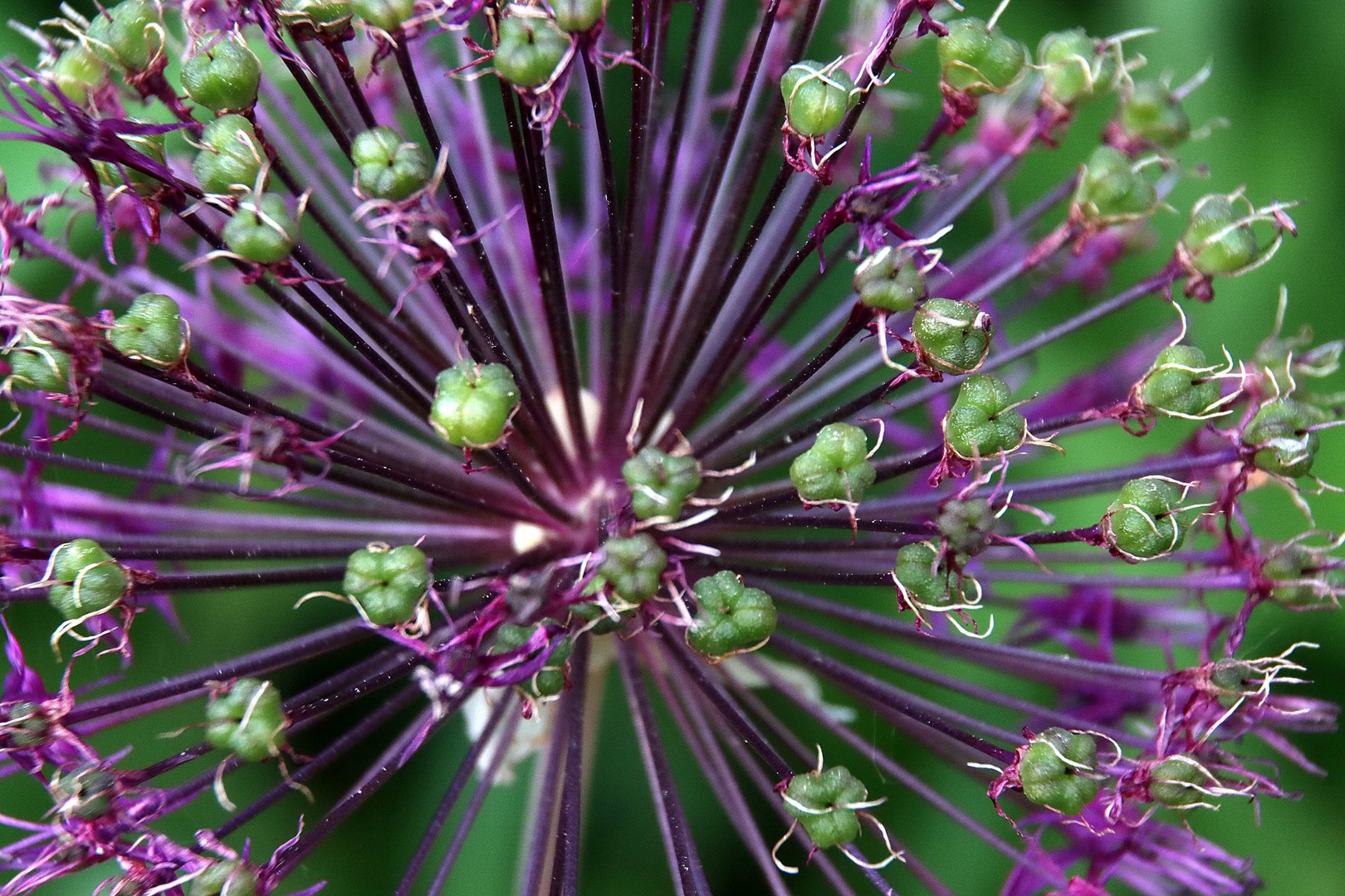 Alium