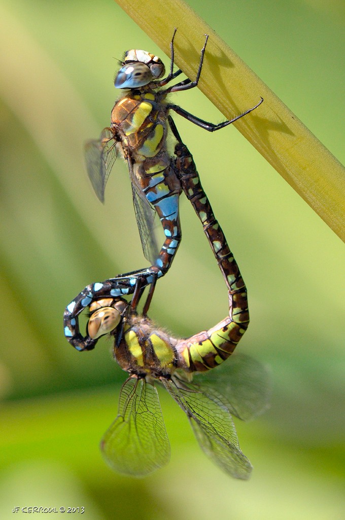 Accouplement d ' Aesche mixte