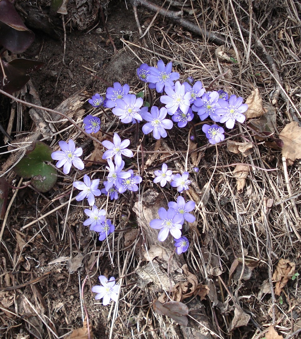 Erster Frühlingsgruss