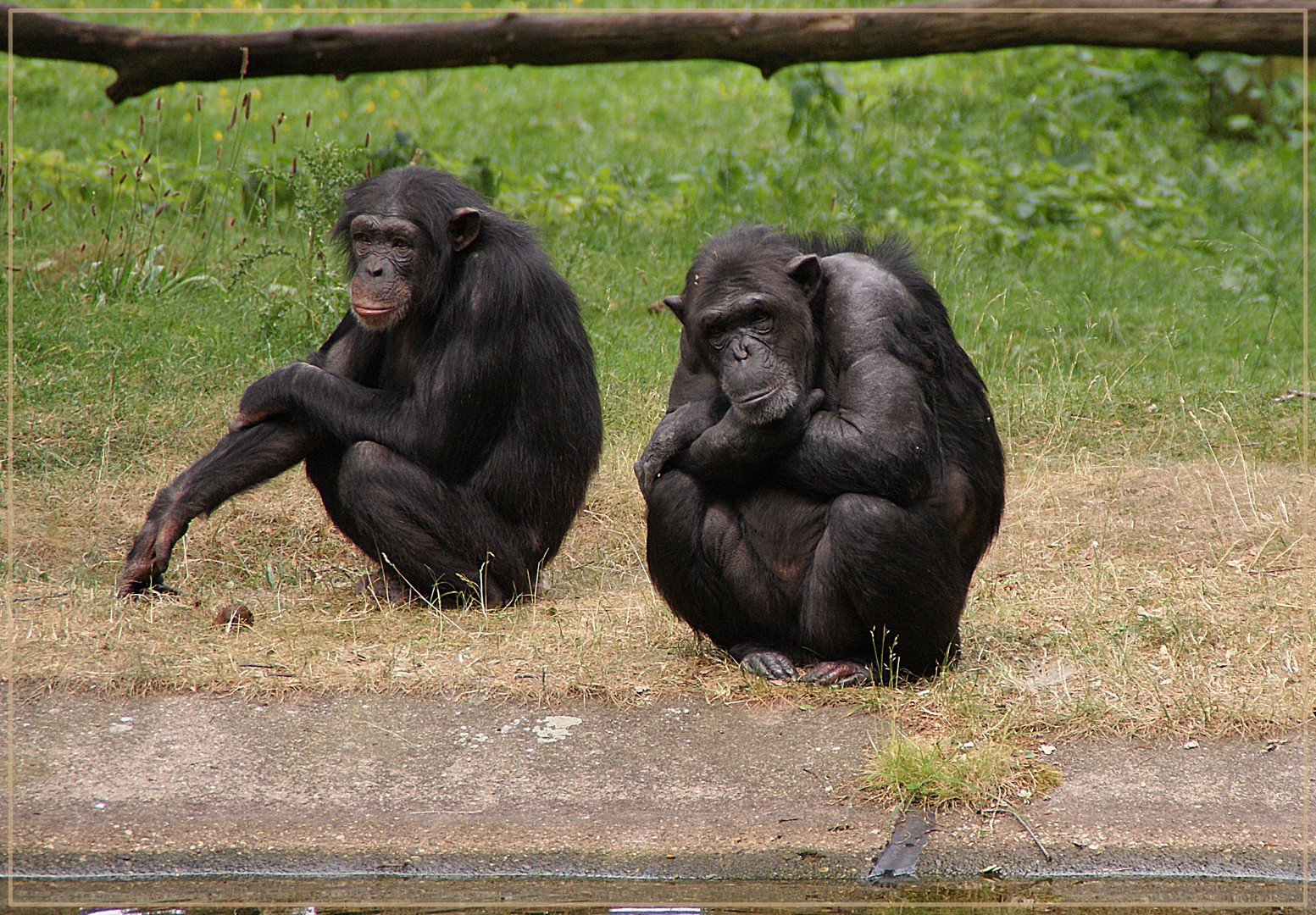 Chimps