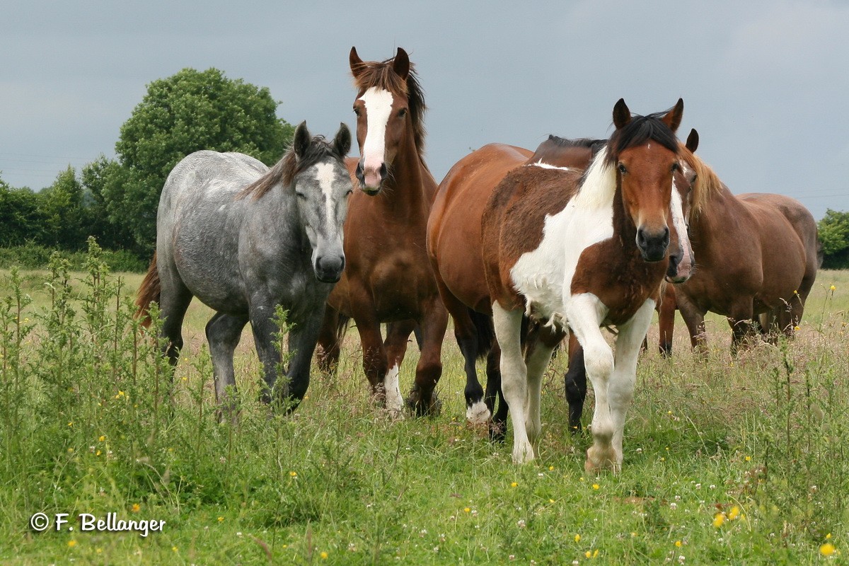 Chevaux