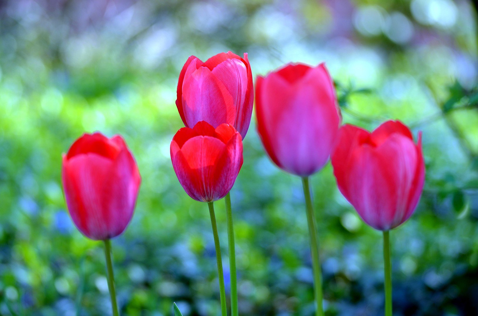 Unsere Tulpen (2)