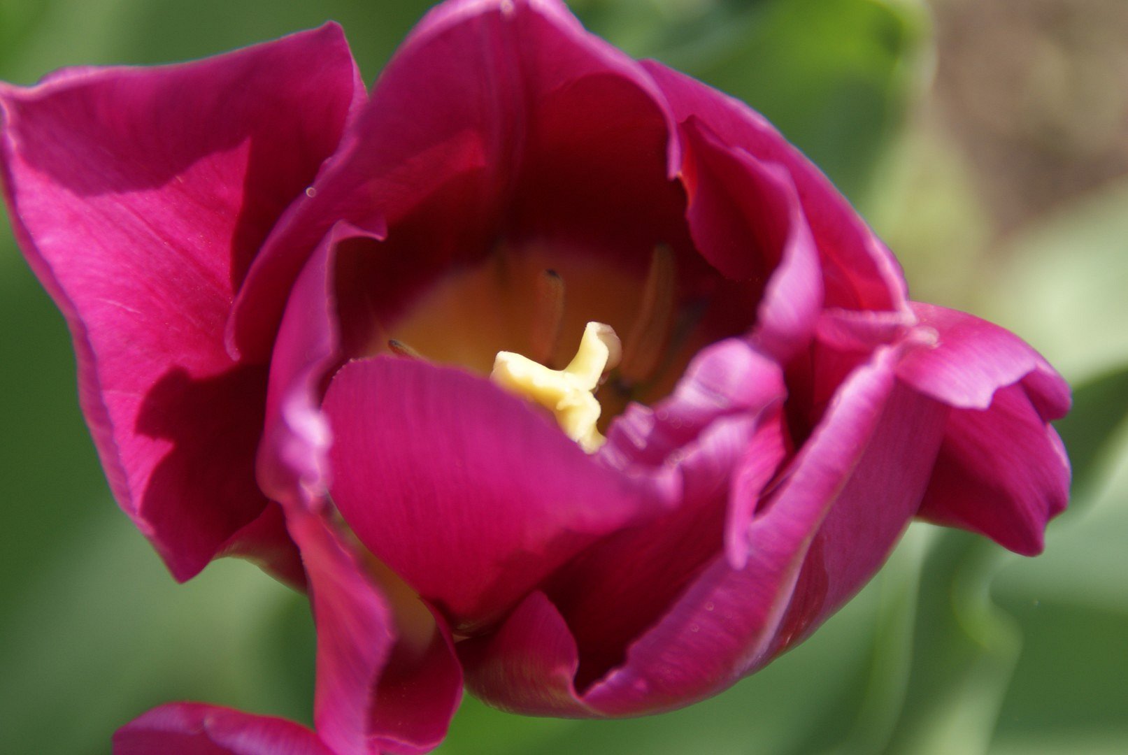 Tulp