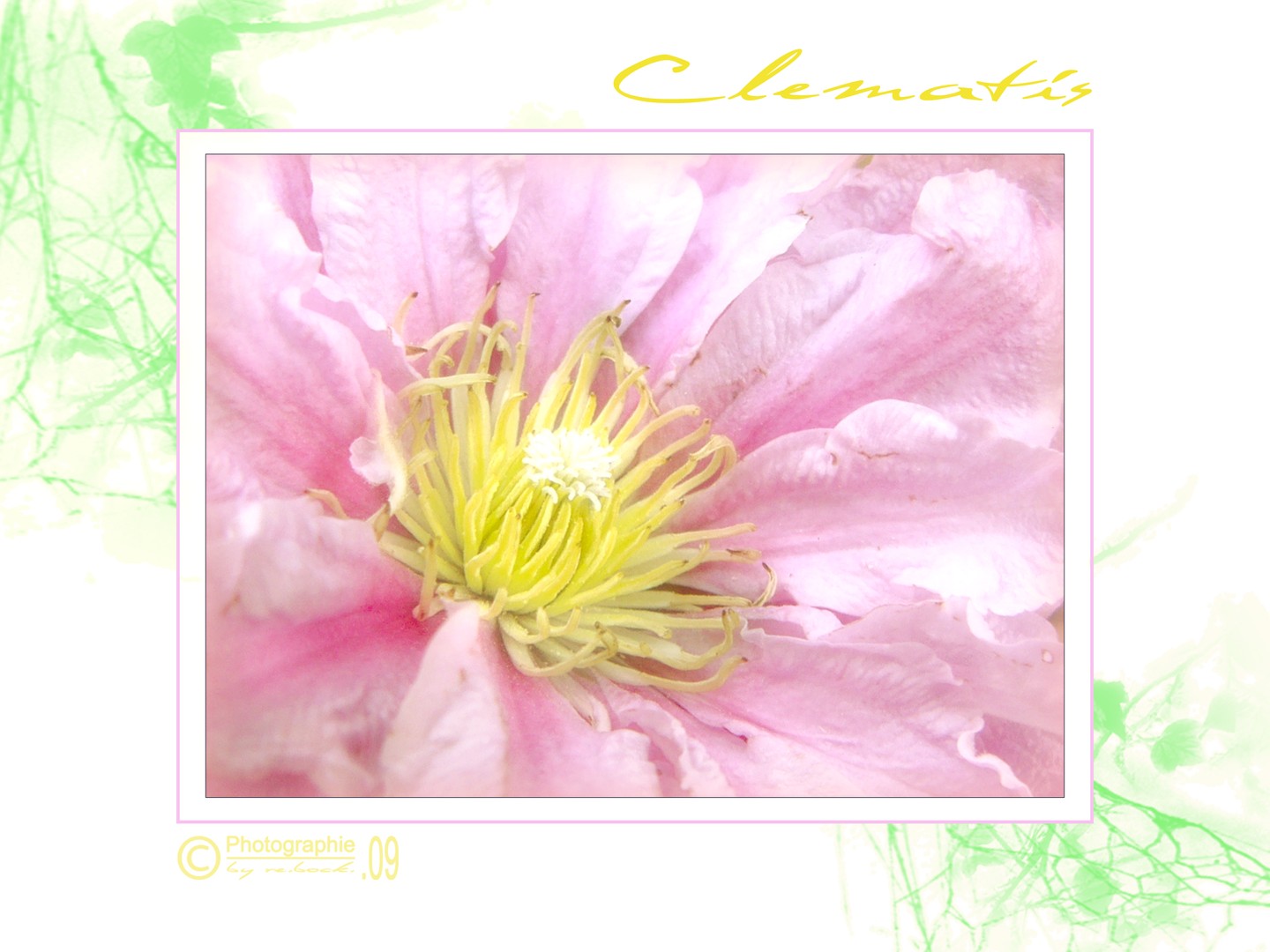 clematis