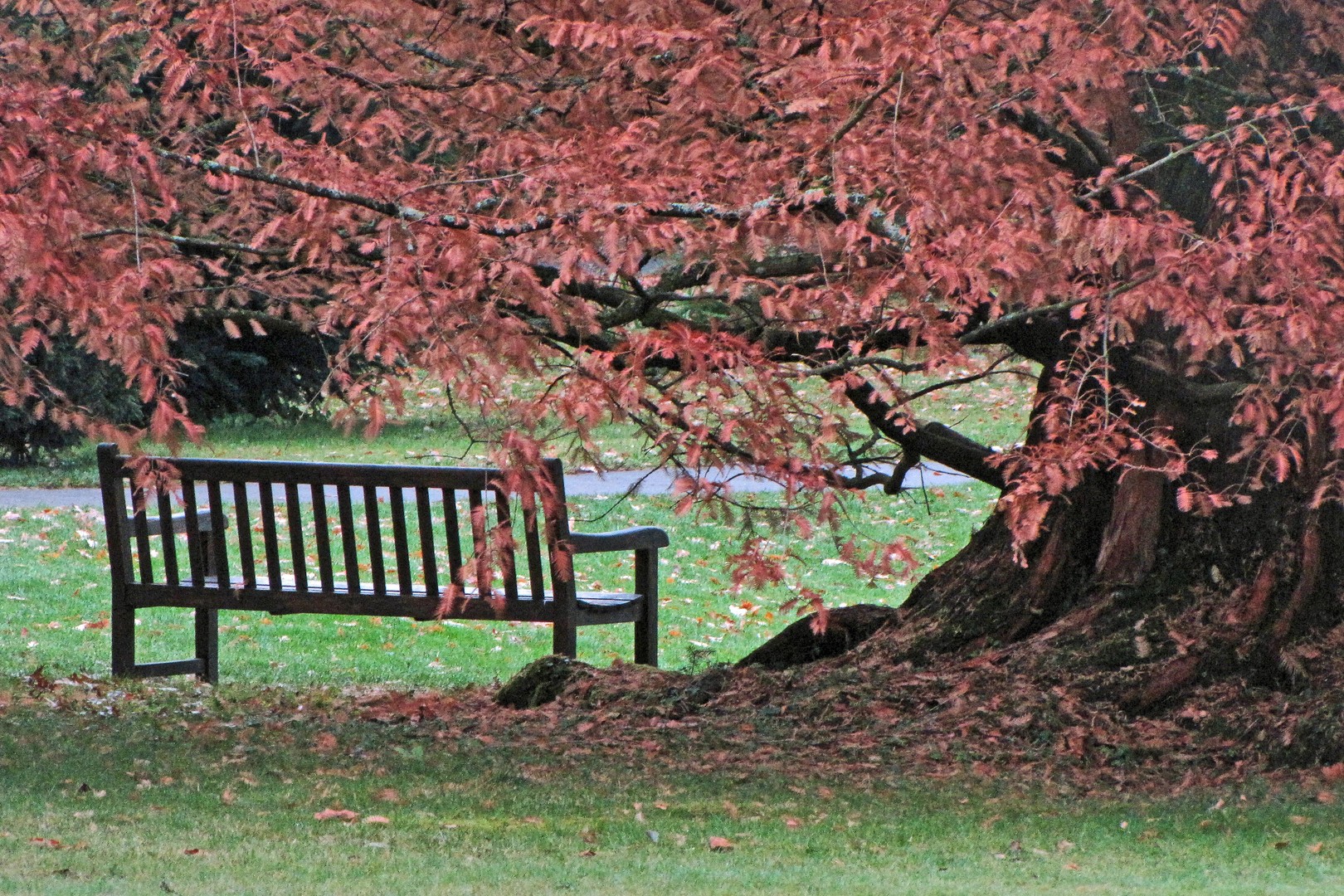 Bank unter dem Herbstbaum