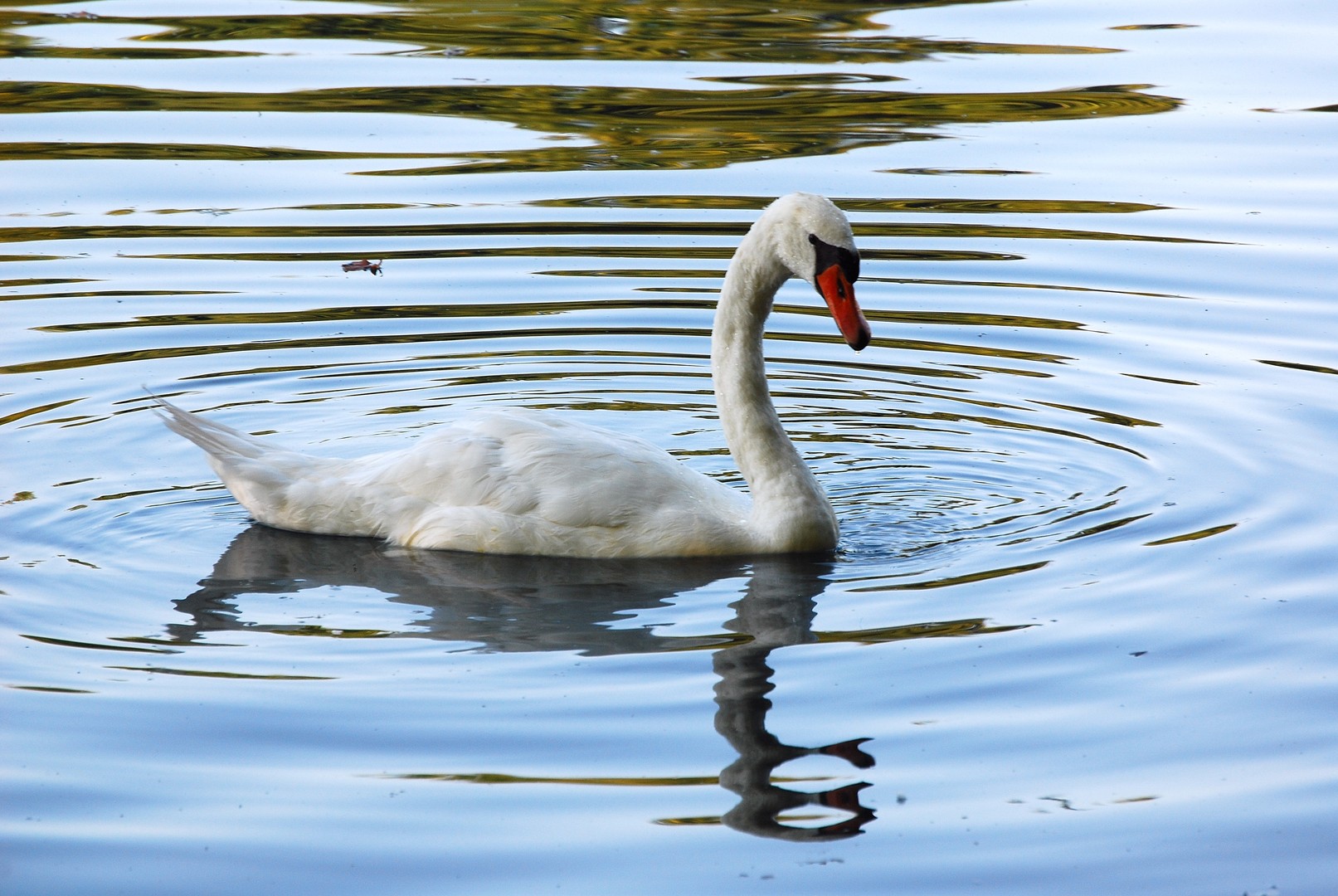 Cygne.