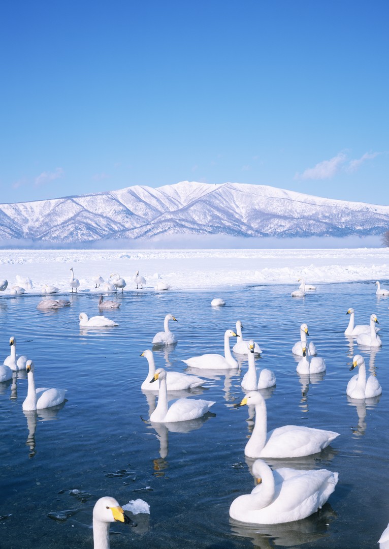 屈斜路湖の白鳥