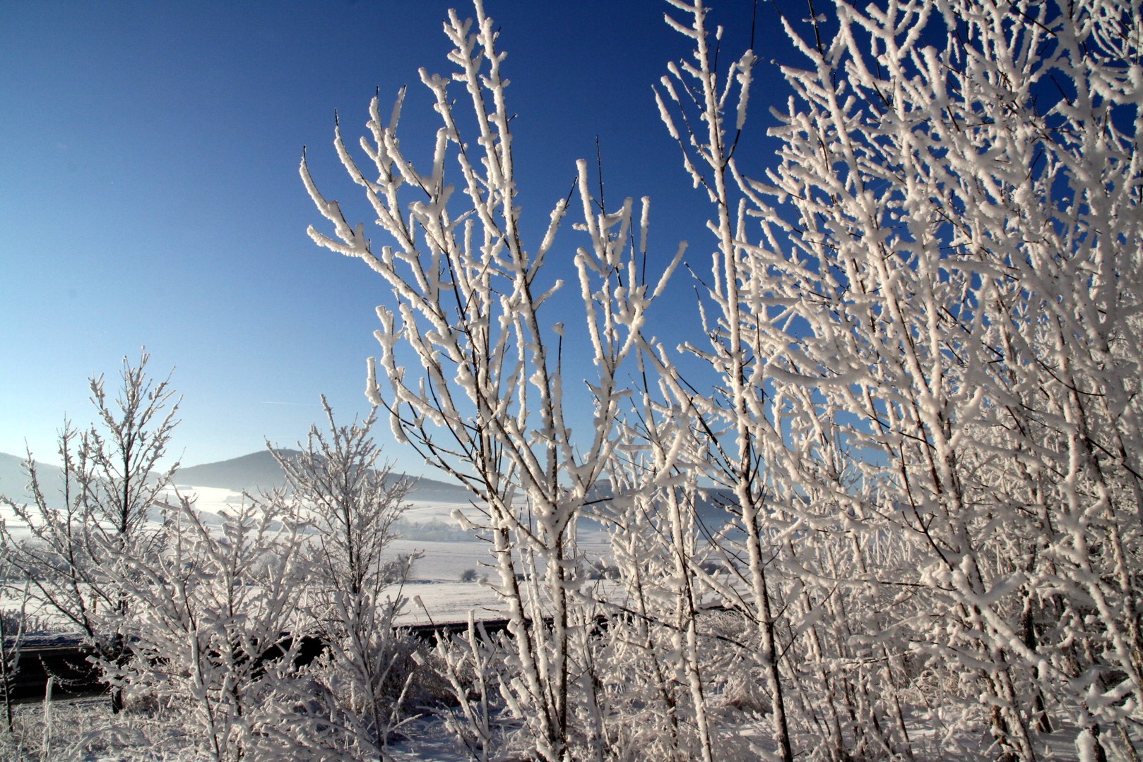 Eisbusch im Winter 2007 in Hohenroda