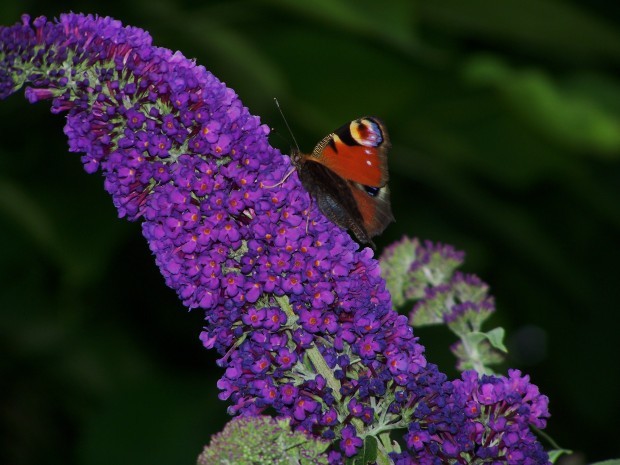 Schmetterling