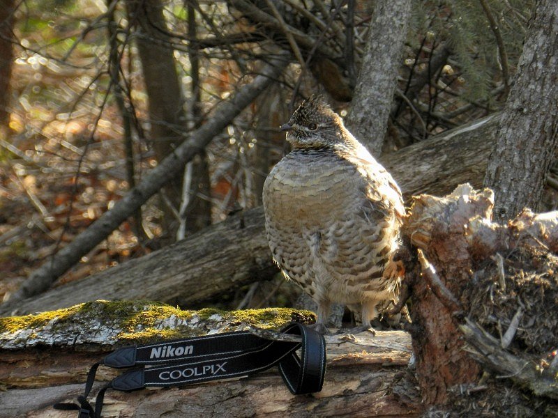 Ruffed Grouse-Canada