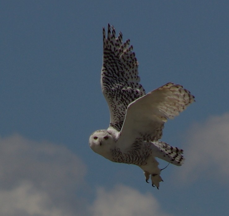 Schneeeule im Flug