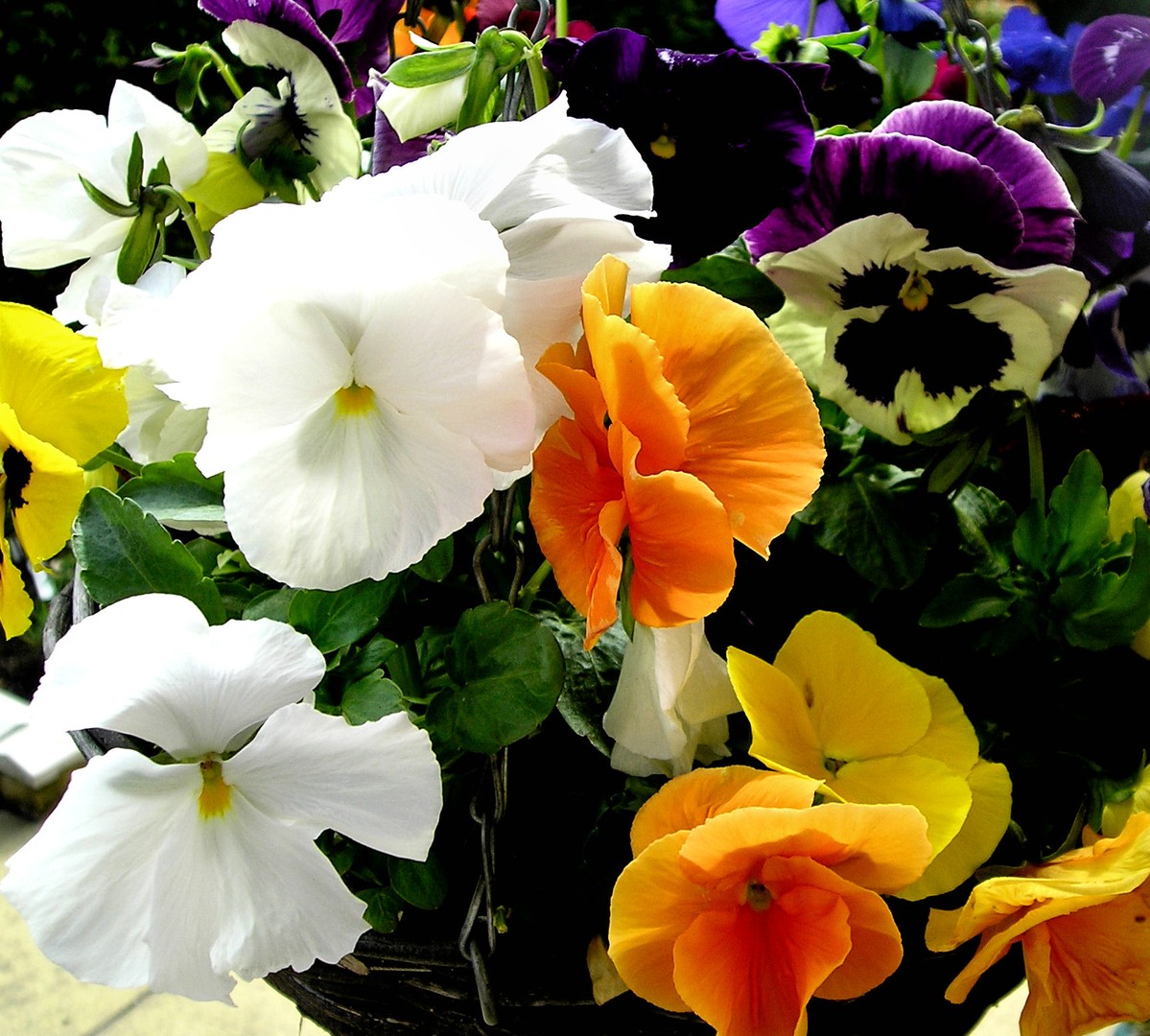 Pansy